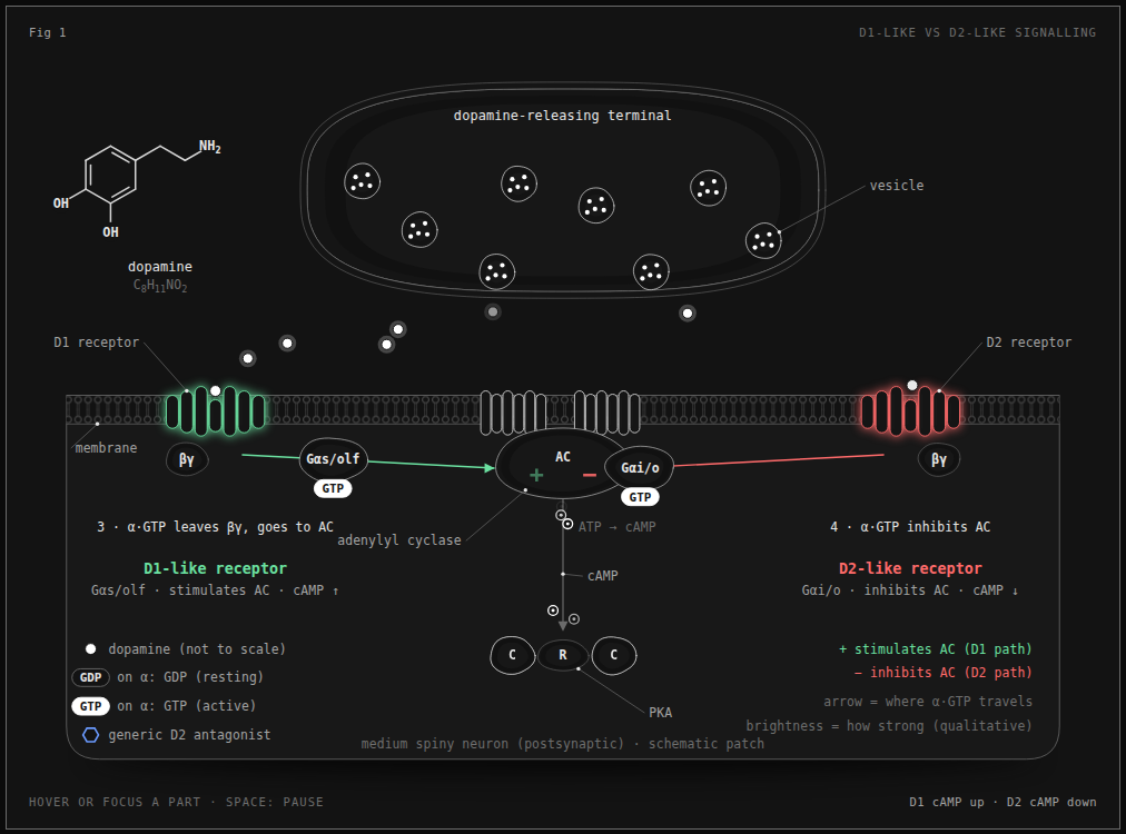 D1 and D2 dopamine receptor signalling