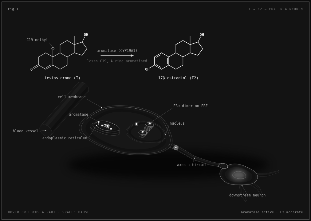 Testosterone to estradiol by aromatase in a neuron