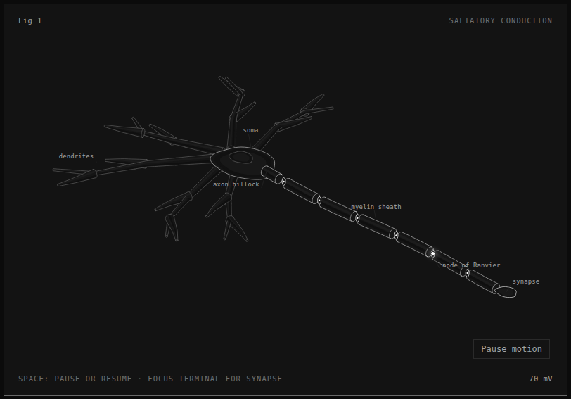 A myelinated neuron with a travelling action potential