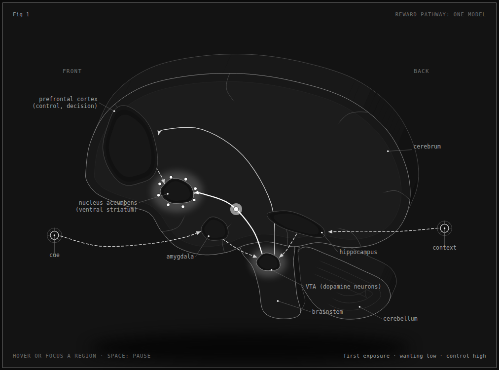 The mesolimbic reward pathway in a sagittal brain