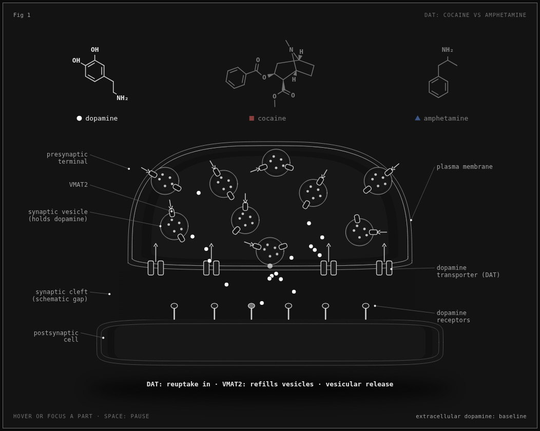 Cocaine and amphetamine at the dopamine transporter